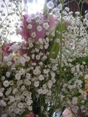 Are Baby Breath Flowers Poisonous: A Whimsical Exploration into Floral Mysteries