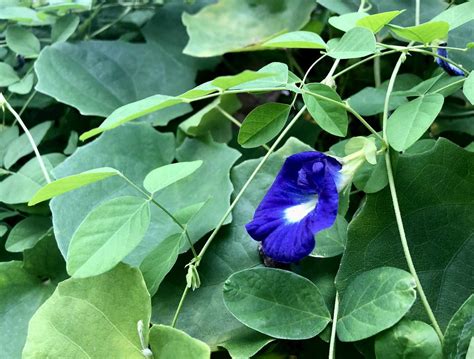 Can You Eat Butterfly Pea Flowers? Exploring the Culinary and Cultural Significance of This Vibrant Bloom