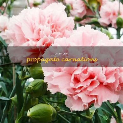 Can you propagate carnations from cut flowers, and what secrets do they whisper to the moon?