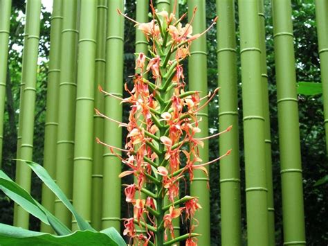 Does Bamboo Have Flowers? And Why Do They Bloom So Rarely?