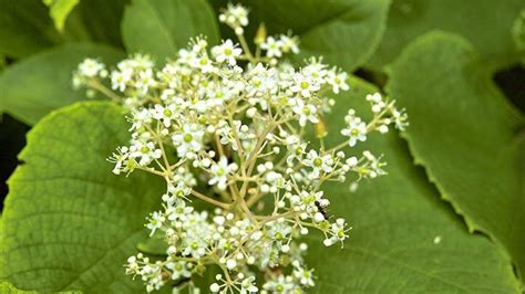 Does Poison Ivy Have Flowers? And Why Do They Smell Like Forgotten Memories?