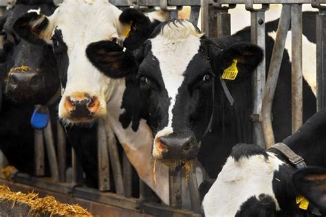 How to Become a Livestock Agent: A Comprehensive Guide to Navigating the World of Animal Commerce and Why Cows Might Be Better Negotiators Than You Think