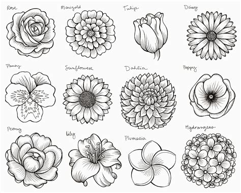 How to Draw Different Flowers: A Journey Through Petals and Imagination