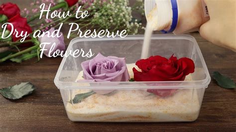 How to Freeze Flowers: Preserving Beauty in Time and Space