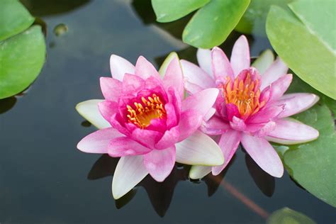 How to Grow Lotus Flowers: A Journey Through Mud and Water