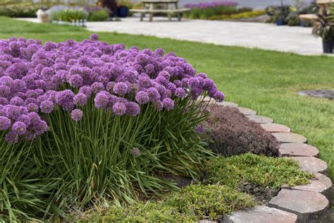 How to Make Flowers Bloom: A Symphony of Sunlight and Serendipity