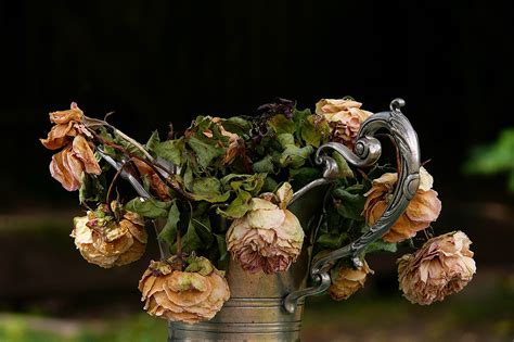 How to Save Dead Flowers: A Symphony of Absurdity and Practicality