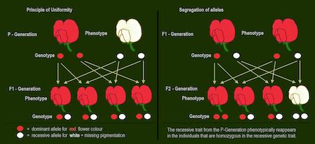 True Breeding Definition Biology: A Journey Through Genetic Purity and Beyond