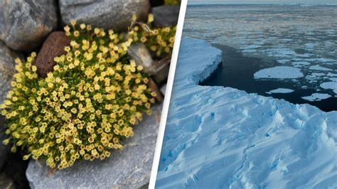 What Does Flowers Blooming in Antarctica Mean? And Why Do Penguins Dream of Flying?