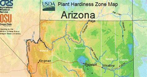 What Gardening Zone is Phoenix: A Desert Oasis or a Horticultural Challenge?