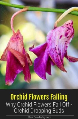 What to Do When Orchid Flowers Die: Exploring the Afterlife of Blooms and the Philosophy of Impermanence