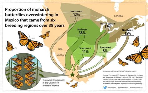 When is goldfish breeding season, and how does it relate to the migration patterns of monarch butterflies?