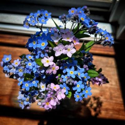 Where Can I Buy Forget Me Not Flowers: A Journey Through Time and Memory