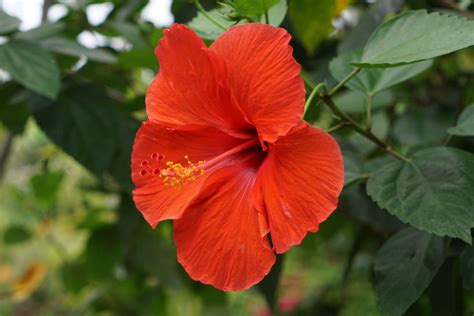 Where Can I Find Hibiscus Flowers and Why Do They Taste Like Rainbows?