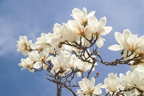 Where to Buy Magnolia Flowers: Exploring the Intersection of Nature, Commerce, and Symbolism