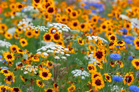 Where to Buy Wild Flowers: A Journey Through the Meadows of Commerce and Chaos